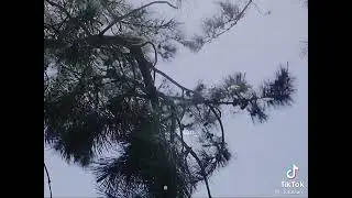 Легенда о кумихо|сказание о кумихо|веточка🤣