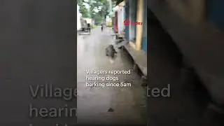 Locals catch crocodile 🐊 wandering through village in India