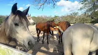 A Day at the Ranch – Beautiful Horses in Action