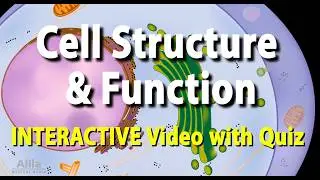 NEW: INTERACTIVE Animation with Quiz: Cell Structure and Functions