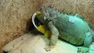 Лакуша и одуванчики