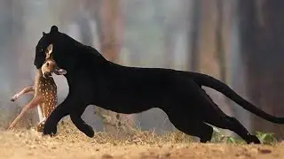 Black panther - The real Ghost of the forest!