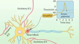 Summation of Postsynaptic Potentials