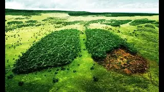 ЖК Уничтожение леса в городе Самара / Красноглинский район / город Самара / Russia