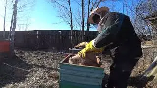 3 марта, подкормка пчел