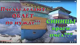 ПРИШЛО ТЕПЛО НА ПАСЕКУ, ПЧЁЛКИ НАЧАЛИ ДЕЛАТЬ НЕБОЛЬШОЙ ОБЛЁТ, КОГДА ВЫСТАВЛЯТЬ ИЗ ЗИМОВНИКА?
