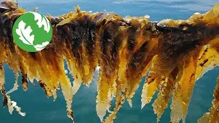 Seaweed Aquaculture as Habitat