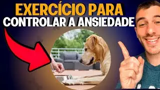 Como Controlar A Ansiedade Do Seu Cachorro Na Hora Da Comida