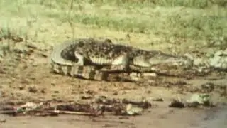 Classic Sesame Street Film Crocodile (1972)