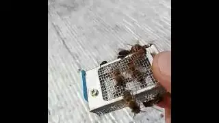 Реакция пчёл на матку