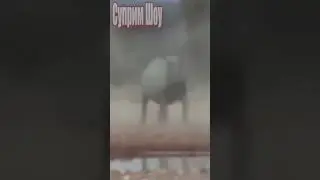 Носорог Против Львов