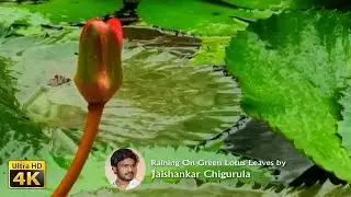 Beautiful Green Lotus Leaves in 4k  Free Stock Footage.