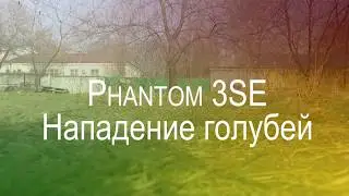 Phantom 3SE - Нападение голубей