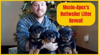 Moxie+Apex's Rottweiler Litter Reveal!