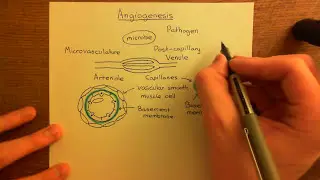 Chronic Inflammation - Angiogenesis Part 1