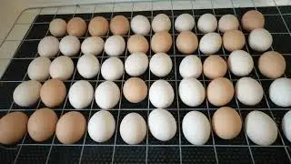 Инкубация куриных яиц в домашних условиях