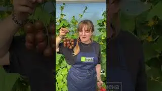 Кистевые томаты от Семена Алтая 