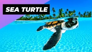 Sea Turtle 🐢 One Of The Most Beautiful Sea Creatures #shorts