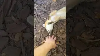 Emmy The Friendly Fox