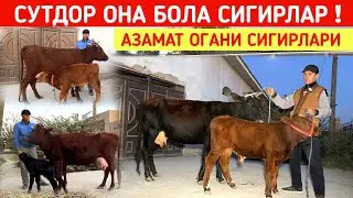 СУТДОР ОНА БОЛА БУГОЗ СИГИРЛАР АЗАМАТ ОГАНИ СИГИРЛАРИ ХОРАЗМ БУ́ЙЛАБ ДАСТАВКА !!! ХОРАЗМ БОЗОР