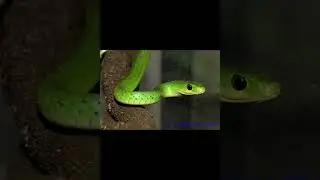 Африканский кустарниковый уж