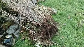 Как я борюсь с порослью на участке!🌿