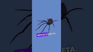 Каракурт