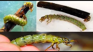 Как и Чем Зимой Ловить Пикуля -  Лучшая Наживка для Ловли Окуня!!!