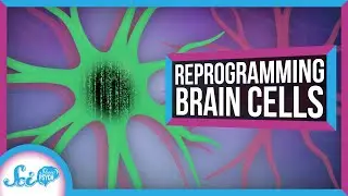 How to Reprogram a Brain Cell