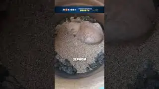 СПОКОЕН КАК УДАВ