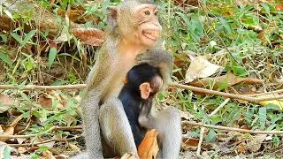 Youngest mom monkey sits and feels scared of another female monkey