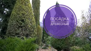 КАК САЖАТЬ ДРЕВЕСНЫЕ РАСТЕНИЯ