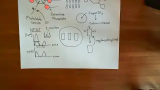 Nuclear Factor of Activated T Cells and Nuclear Factor Kappa B Part 5