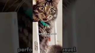 Funny cat #shortvideo #shorts #animal #funny