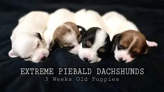 Extreme Piebald Dachshund Puppies | 3 weeks old puppies