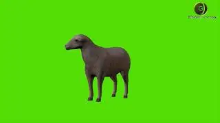 Sheep Green Screen HD