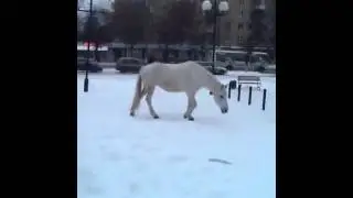 Бесхозная лошадка ходит уже как 2 часа