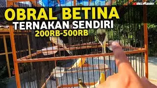 JUAL KENARI BETINA RING OMEZ BUAT PERSIAPAN KENARI IMPORT