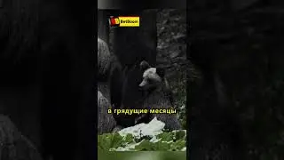Медведица грабит пчелиный улей 