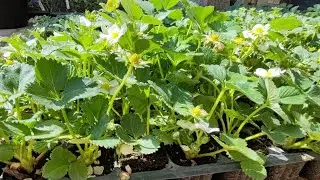 🍓Обзор рассады клубники. 20/04/24 Ставрополь. 🍓