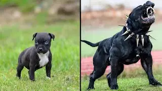 ANTES E DEPOIS DE ANIMAIS CRESCENDO. TRANSFORMAÇÕES ANIMAIS INCRÍVEIS