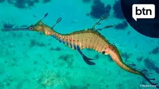 Weedy Seadragon - Behind the News