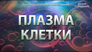 Плазма клетки 