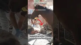 KUDA INI SETIA BANGET LAYAKNYA MANUSIA ! 😭 | 
