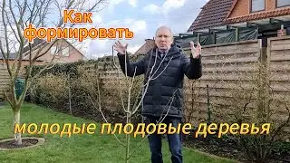 Как формировать молодые плодовые деревья