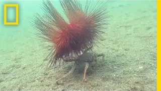 Watch: Carrier Crab Uses Spiny Urchin As Shield | National Geographic