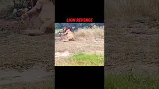 lion vs wild dog 