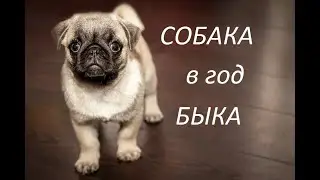 СОБАКА В ГОД БЫКА 2021