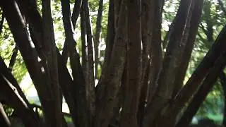 Machineforest