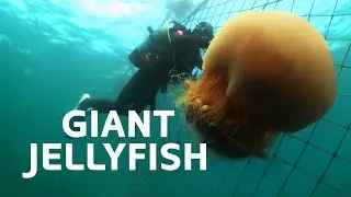 The Nomura's Jellyfish: Up Close With The Giant Sumo-Sized Jellyfish | Wild Habitat